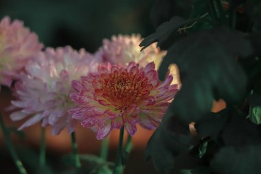 Pink chrysanthemum flower with dark shadow on a farm of Bangladesh