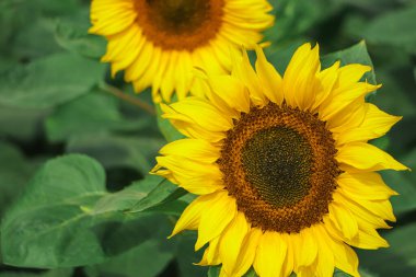 Sunflower field landscape. Sunflower background, Bangladesh