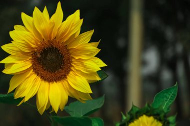 Shiny yellow sunflower in the abundance plantation field against blue bright vibrant sky background, Bangladesh