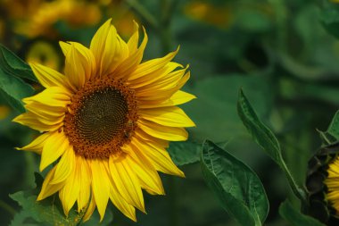 Sunflower natural background. Sunflower blooming, Bangladesh