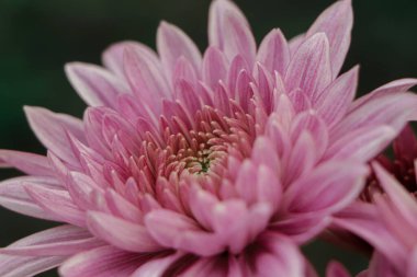 Pink chrysanthemum flower closeup background in garden
