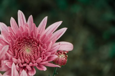 Selective focus on pink chrysanthemum flower with a lot of copy space
