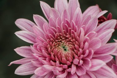 Macro details of pink chrysanthemum flower