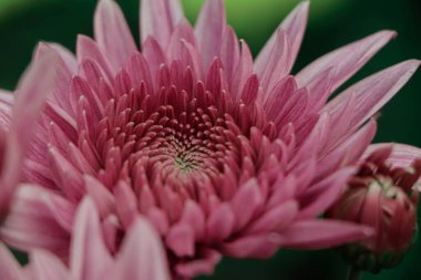Beautiful pink chrysanthemum flower blooming in a farm of bangladesh