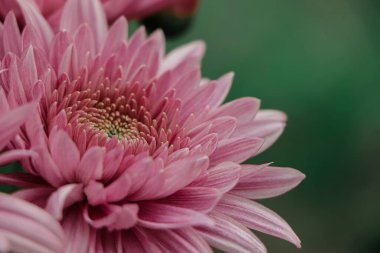 Pink chrysanthemum flower farm in bangladesh
