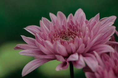 Pink chrysanthemum flower blooming in a bangladeshi farm