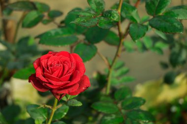 Selective focus on single blooming red rose in winter season blooming on a botanical garden in Bangladesh
