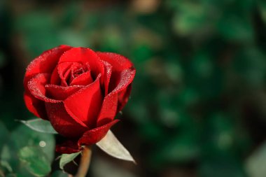 Closeup red rose with selective focus and green branch