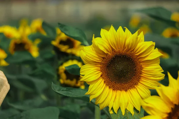 Sunflower natural background, Sunflower blooming, Sunflower oil improves skin health and promote cell regeneration, Bangladesh