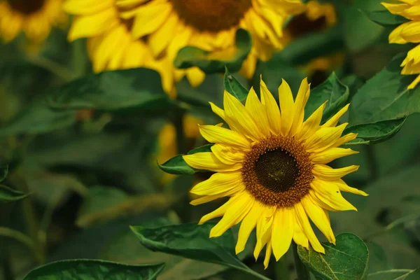 Closeup of sunflower in daytime in a farm of bangladesh