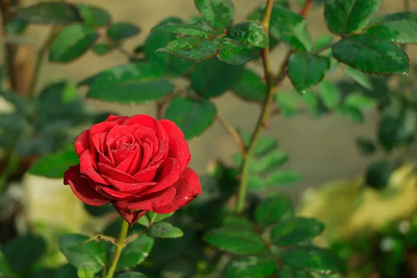 Selective focus on single blooming red rose in winter season blooming on a botanical garden in Bangladesh