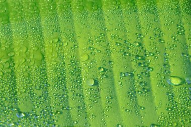 Macro background of green banana leaf with water drop in asia