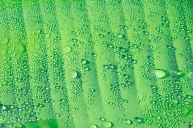 Closeup background of green banana leaf with water droplet in asia