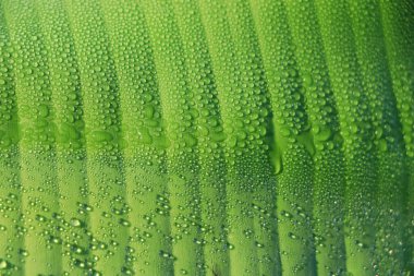 line texture of green banana leaf with water droplet