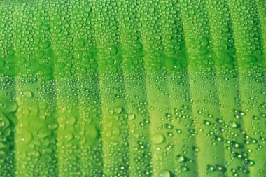 Closeup texture of green banana leaf with water droplet