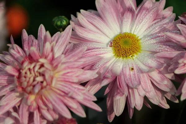 pink winter chrysanthemum flowers with space for text. garden chrysanthemum blooming in daylight in asian garden