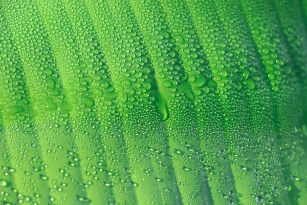 Selective focus on green banana leaf with dew drop in winter morning