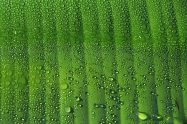 Arka planda yağmur suyu olan muz yaprakları, muz yaprağına su damlaları