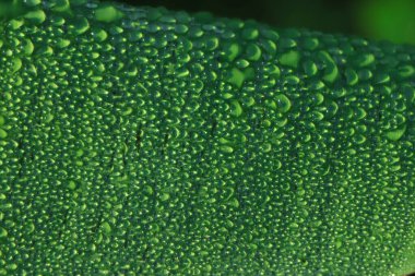 Selective focus on dew drop of green banana leaf in a winter morning in Bangladesh