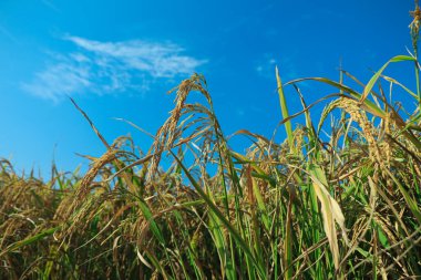 Olgun pirinç tarlaları ve gökyüzü manzarası çiftlikte