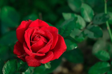Red rose blooming in a botanical garden in bangladesh . red rose for holidays background and valentines day