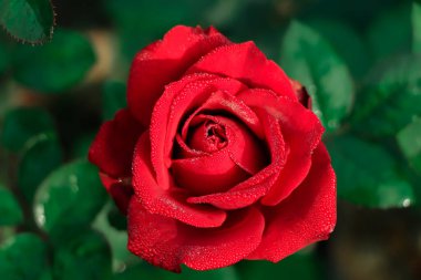 Macro view of single red rose blooming in a garden of Bangladesh. valentines day concept