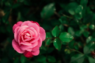 Colorful, beautiful, delicate rose in the garden. valentine day concept, love concept, holidays background