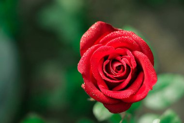 Garden spray red roses. Green leaves on branches, bushes of bright blooming roses on sunny day. Natural floral background. Botanical blossom concept. Selective focus image. Copy space mockup