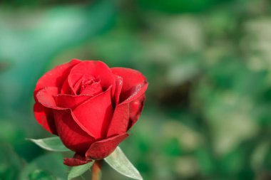 Red rose in selective focus with a lot of negative space in a farm of Bangladesh. rose as a background