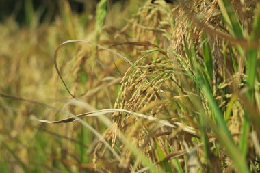 Olgun pirinç tarlaları ve gökyüzü manzarası çiftlikte