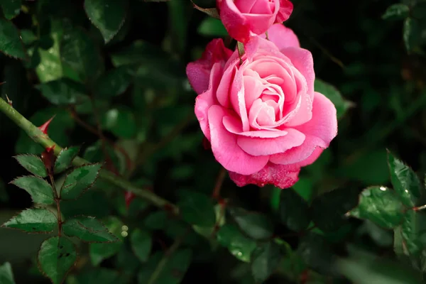Coral rose flower in roses garden. Top view. Soft focus.valentine day or holidays background