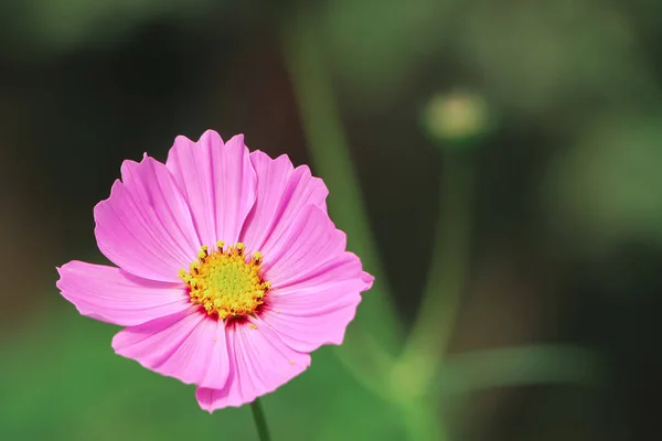cosmos, pink, flower, pink cosmos, cosmos flower, cosmos background, focus on flower, focus on foreground, selective focus, copy space, negative space, valentines day, yellow, background, pattern, summer, nature, spring, white, floral, beauty, garden