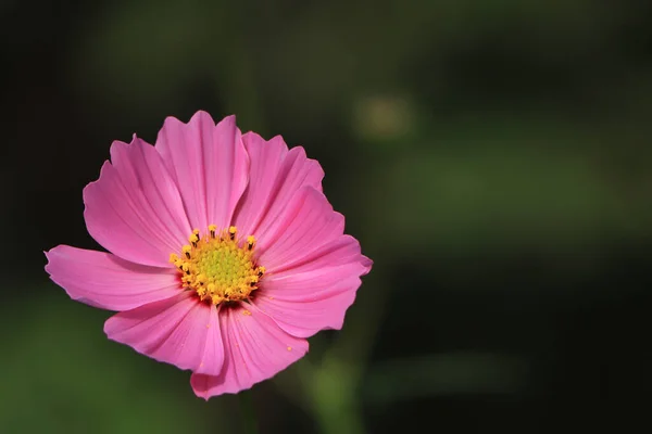 Magic pink Cosmos flowers in blooming with blurred background. selective focus on pink cosmos flower