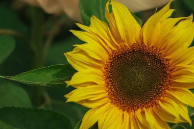 Beautiful sunflower in sunflower field on summer with blue sky at Bangladesh