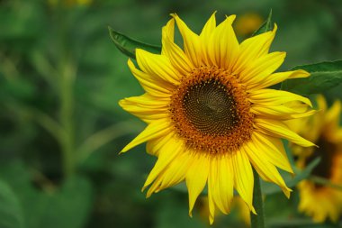 Shiny yellow sunflower in the abundance plantation field against blue bright vibrant sky background on sunny day in summer