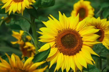 Selective focus on yellow sunflower with green leaf background in the field of Bangladesh