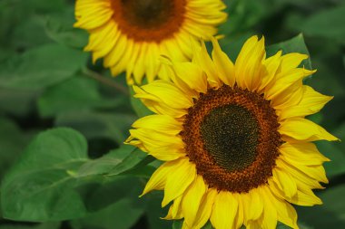 Selective focus on yellow sunflower with green leaf background in the field of Bangladesh