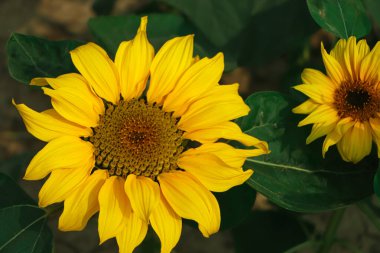 Ayçiçeği doğal arka plan, ayçiçeği açan güneş çiçeği yağı deri sağlığını geliştirir ve hücre yenilenmesini teşvik eder.,