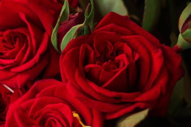 Doğal kırmızı gül arka planı. Bayramın rengi. Bir kadına hediye. Koyu kırmızı renk.