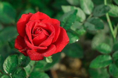 Bahçedeki güzel kırmızı gül