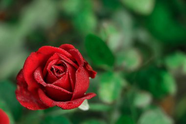 Bahçedeki şubede kırmızı gül