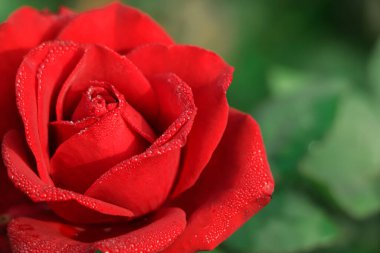 güzel kırmızı Gül Bush kırmızı güller, kırmızı gül buketi