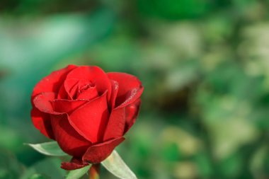 Red rose flower closeup Background.