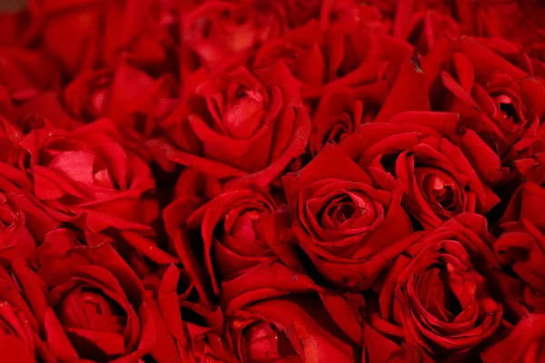 CLOSE UP BUNCH RED ROSES BACKGROUND