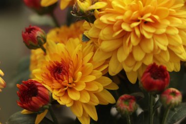 Close up of yellow Chrysanthemum flowers. Blurred background with yellow Chrysanthemum flower.