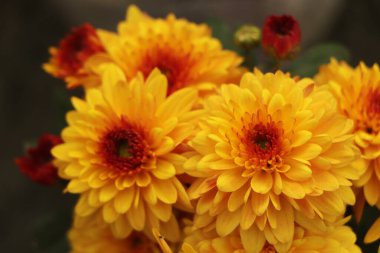 Bahçede açan sarı kasımpatı çiçekleri