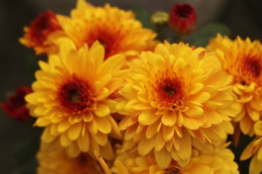 Bahçe, botanik, çiçekçilik, doku ve flora kavramı - güzel kasımpatı çiçekleri