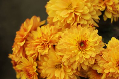 Sarı Kasımpatı papatya çiçek arka plan deseni bloom.