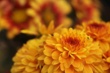 Güzel turuncu ve sarı kasımpatı çiçeği diğer kasımpatı çiçeklerinin arka planında.