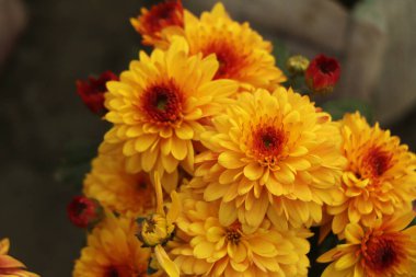 Sarı Kasımpatı papatya çiçek arka plan deseni bloom.